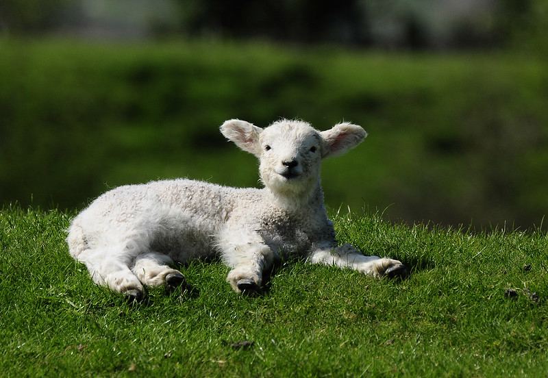Lamb Spirit Animal Totem Meaning The Expression Of Purity