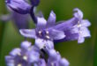 bluebell flower symbolism