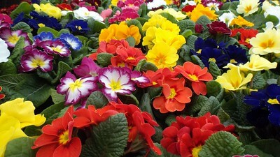 flower colors symbolism