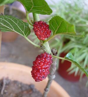 mulberry tree symbolism