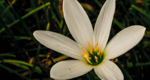 peace lily flower symbolism