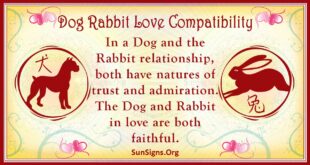 dog rabbit compatibility