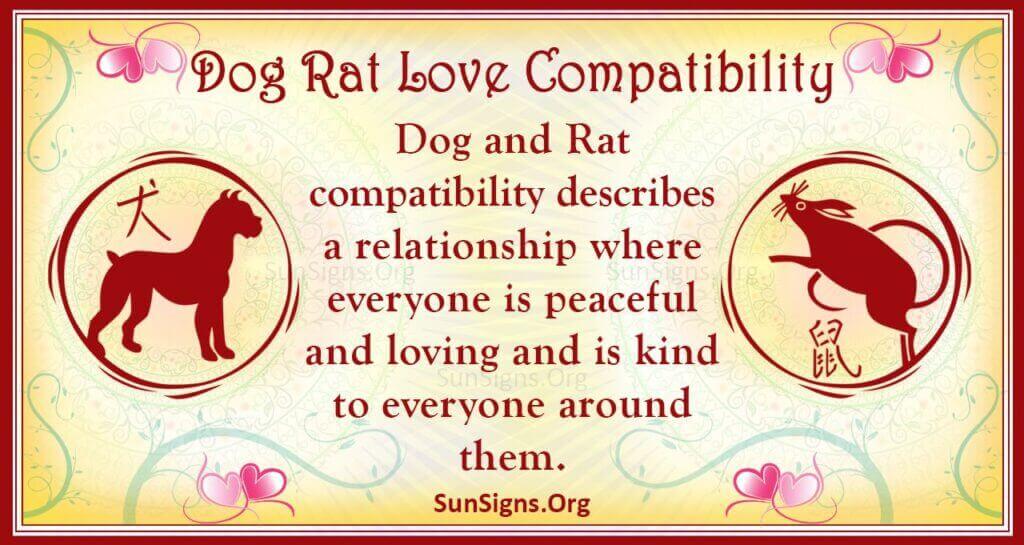 dog rat compatibility