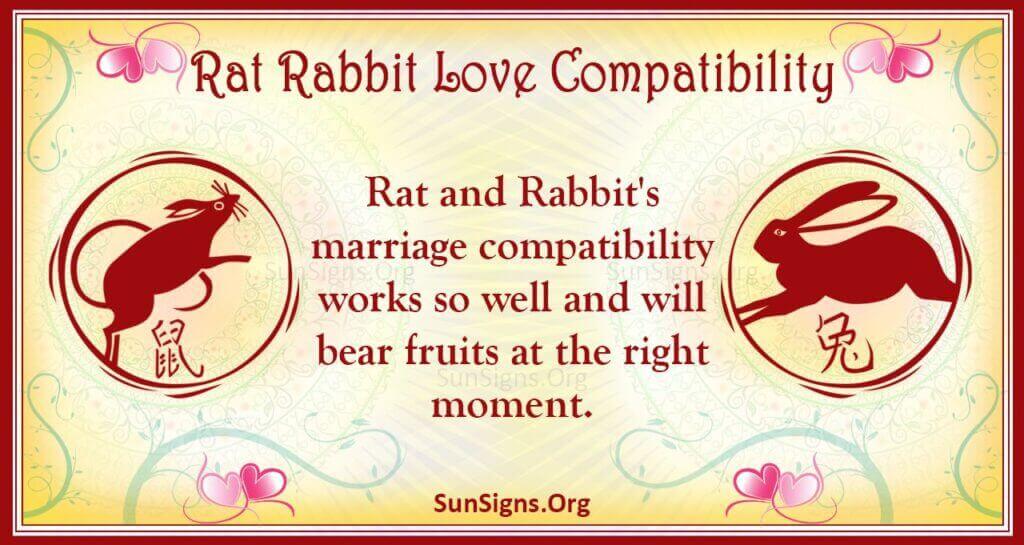 rat rabbit compatibility