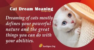 Cat Dream Meaning