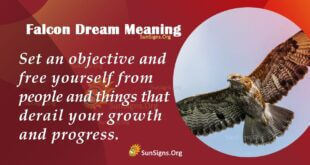 Falcon Dream Meaning