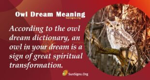 Owl Dream Meaning