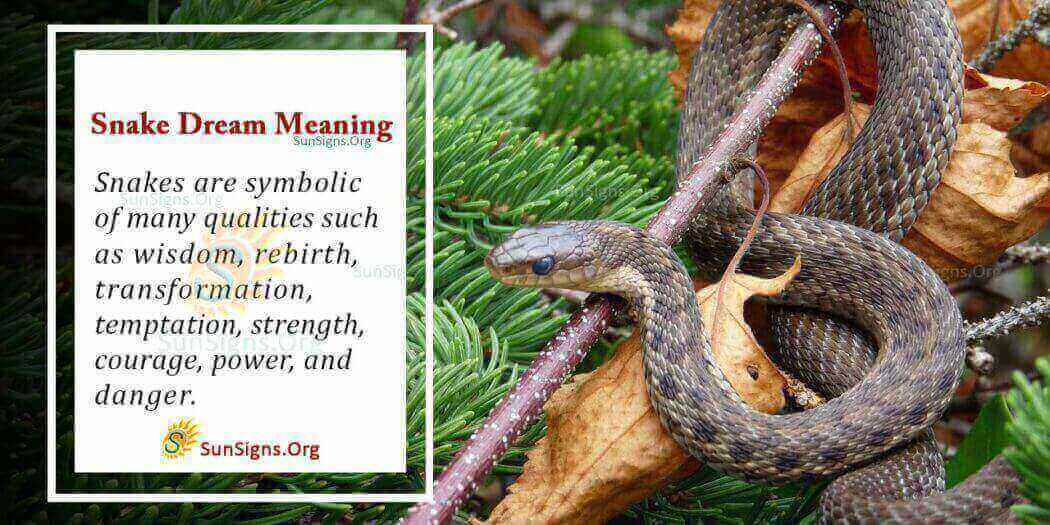 What Is The Meaning Of A Snake Dream Interpretation And Symbolism