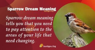 Sparrow Dream Meaning