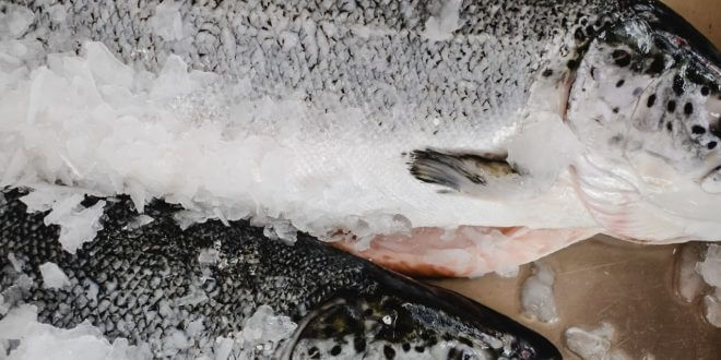 salmon spirit animal