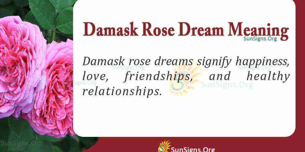 Dreaming Of Damask Rose Meaning, Interpretation and Symbolism