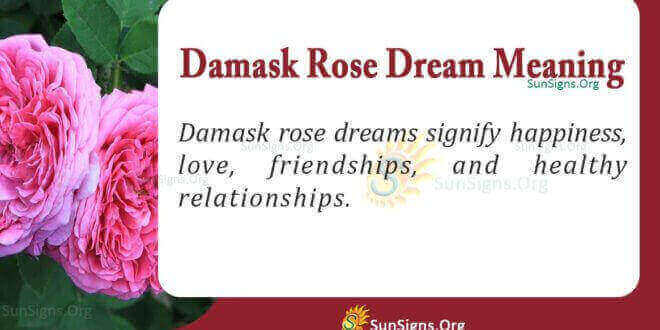 Damask Rose Dream Meaning