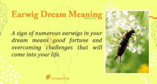 Earwig Dream Meaning