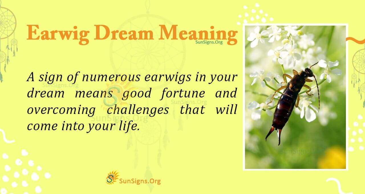 Meaning Of An Earwig Dream Interpretation And Symbolism