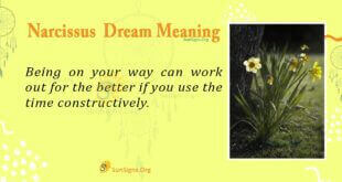 Narcissus Dream Meaning