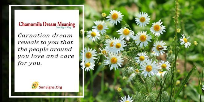 chamomile dream meaning