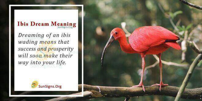 Ibis Dream Meaning