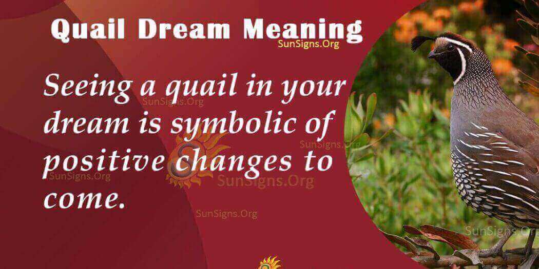 Quail In Dreams Meaning, Interpretation And Symbolism