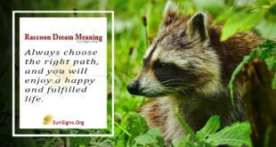 Raccoon Dream Meaning