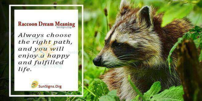 Raccoon Dream Meaning