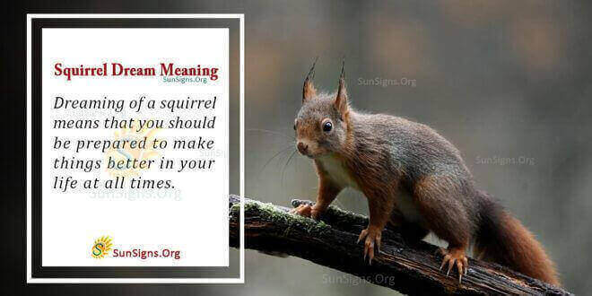Squirrel Dream Meaning