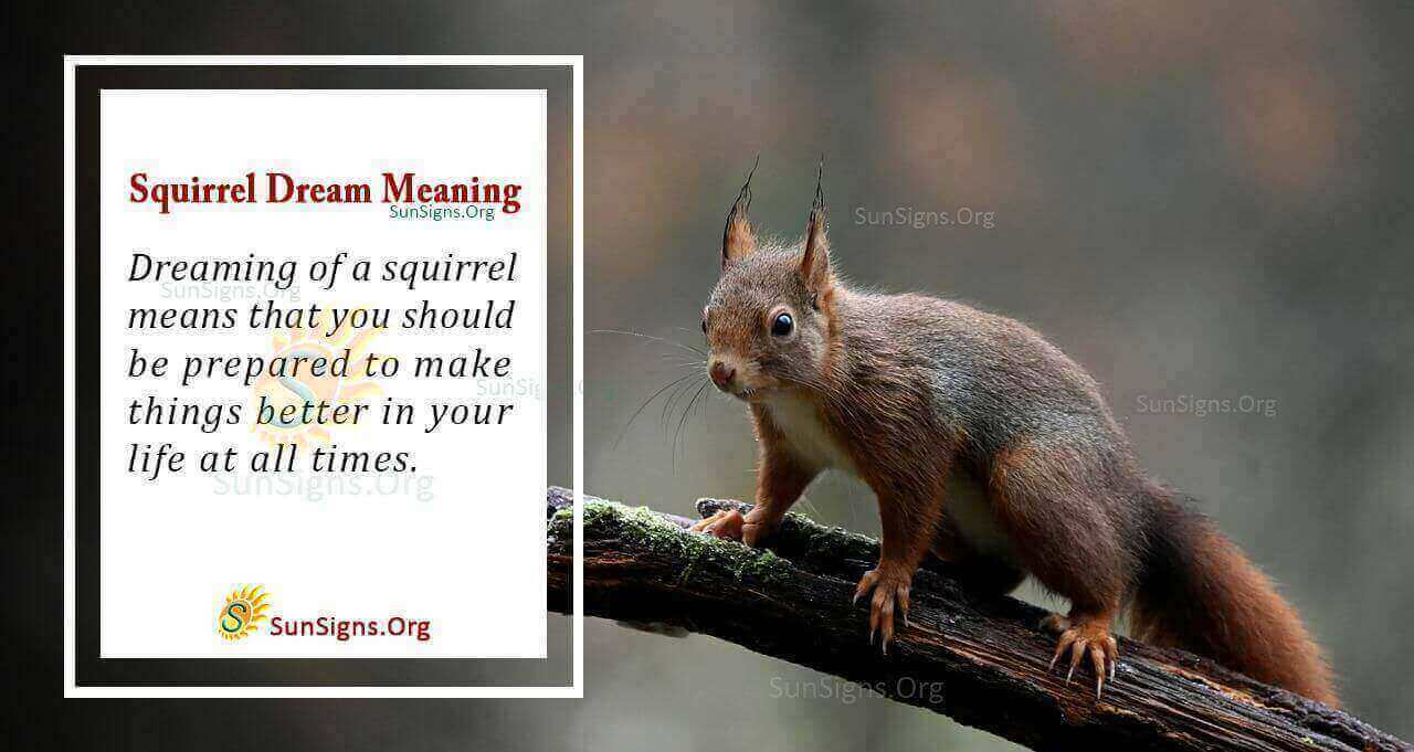 Squirrel In Your Dream Meaning, Interpretation And Symbolism