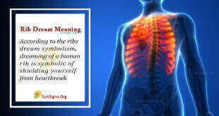 Rib Dream Meaning