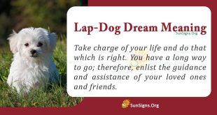 Lap-Dog Dream Meaning