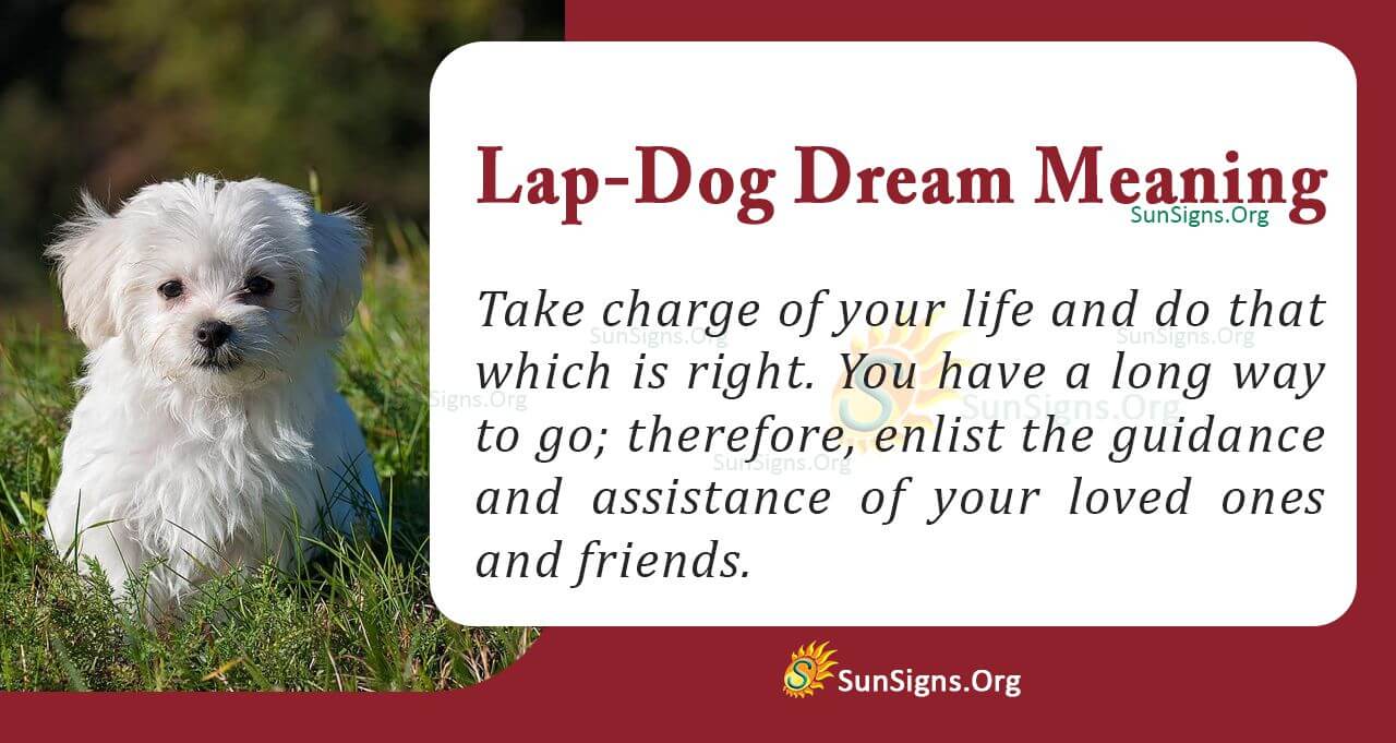 What Does Being A Lap Dog Mean