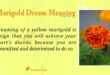 Marigold Dream Meaning
