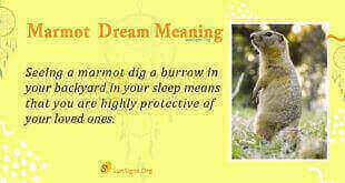 Marmomot Dream Meaning
