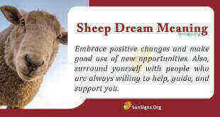 Sheep Dream Meaning