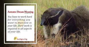 anteater dream meaning