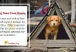 Dog House Dream Meaning