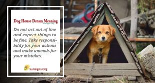 Dog House Dream Meaning