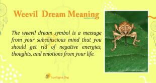Weevil Dream Meaning