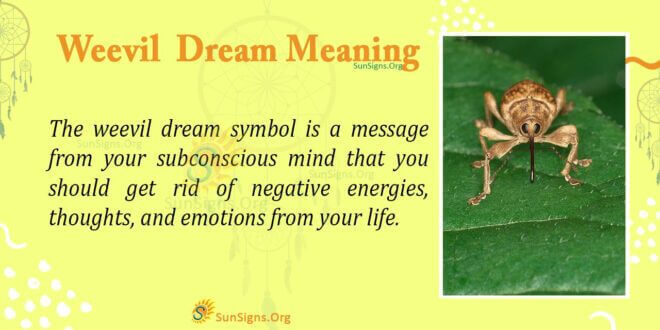 Weevil Dream Meaning