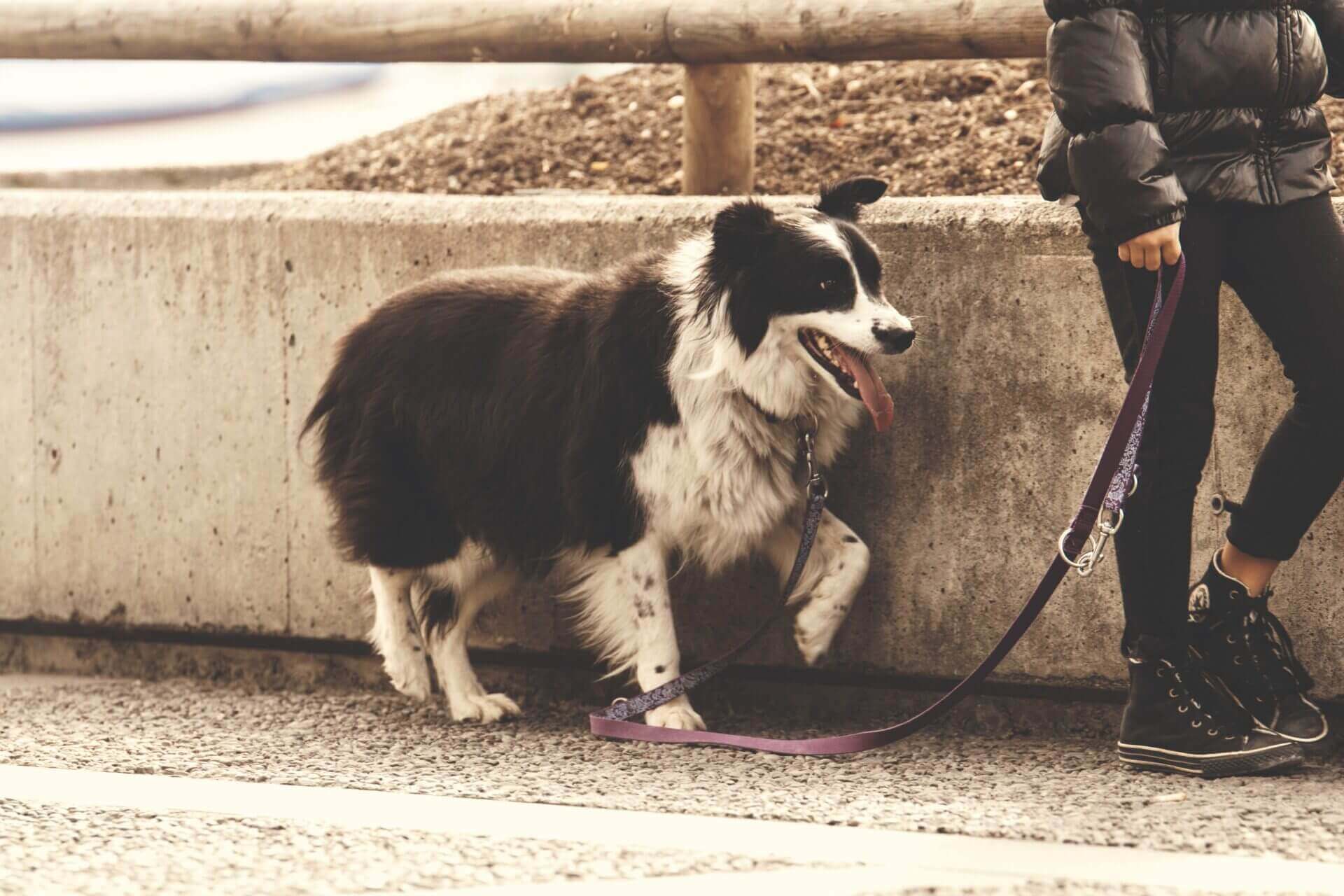 Dating A Dog Walker 7 Best Places To Meet
