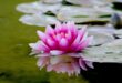 lotus symbol feng shui