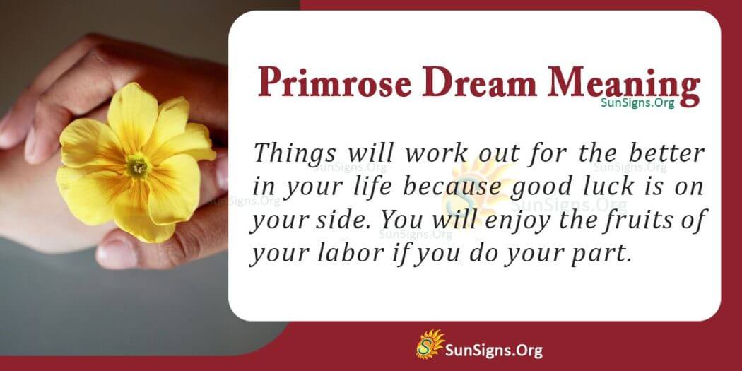 Dreaming Of Primrose Meaning, Interpretation And Symbolism
