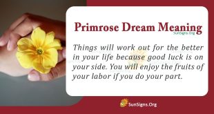 Primrose Dream Meaning