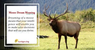 Moose Dream Meaning