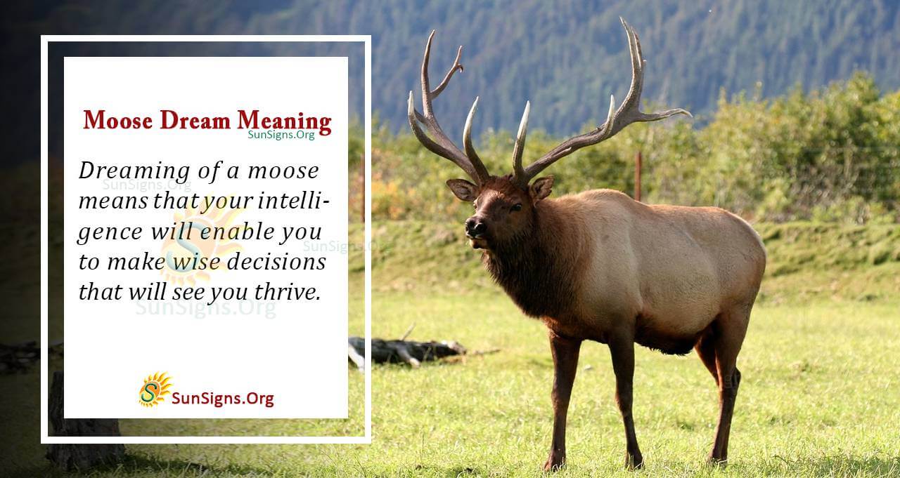 Moose Dream Symbol Meaning, Interpretation and Symbolism