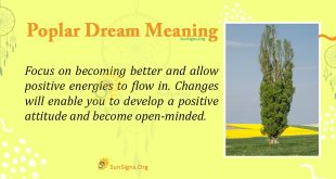 Poplar Dream Meaning
