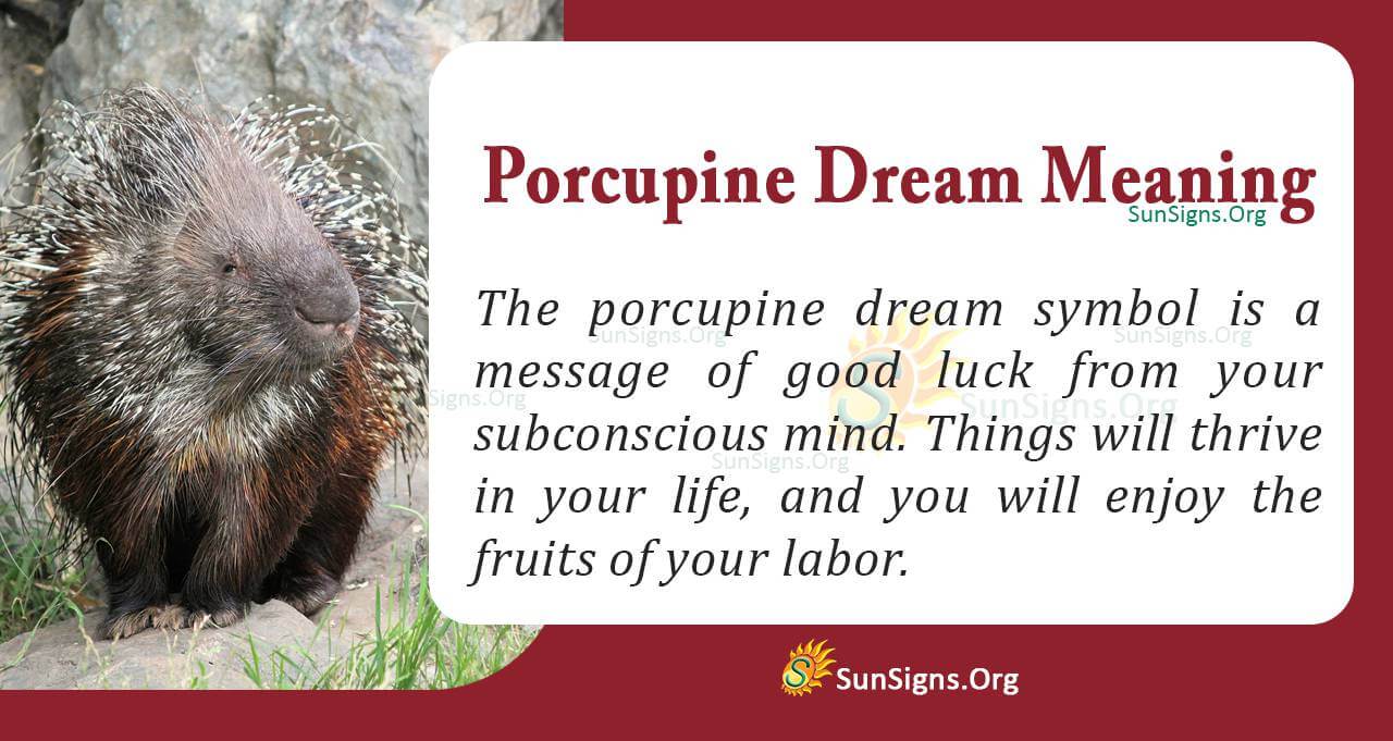 Dream Meaning of Porcupine Interpretation and Symbolism