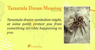 Tarantula Dream Meaning