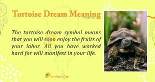 Tortoise Dream Meaning