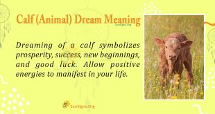 Calf(Animal) Dream Meaning