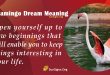 Flamingo Dream Meaning