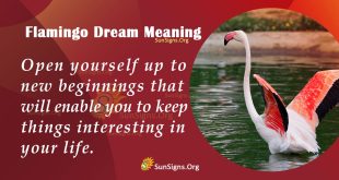 Flamingo Dream Meaning